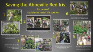 LICI Abbeville Red Iris project diagram with steps
